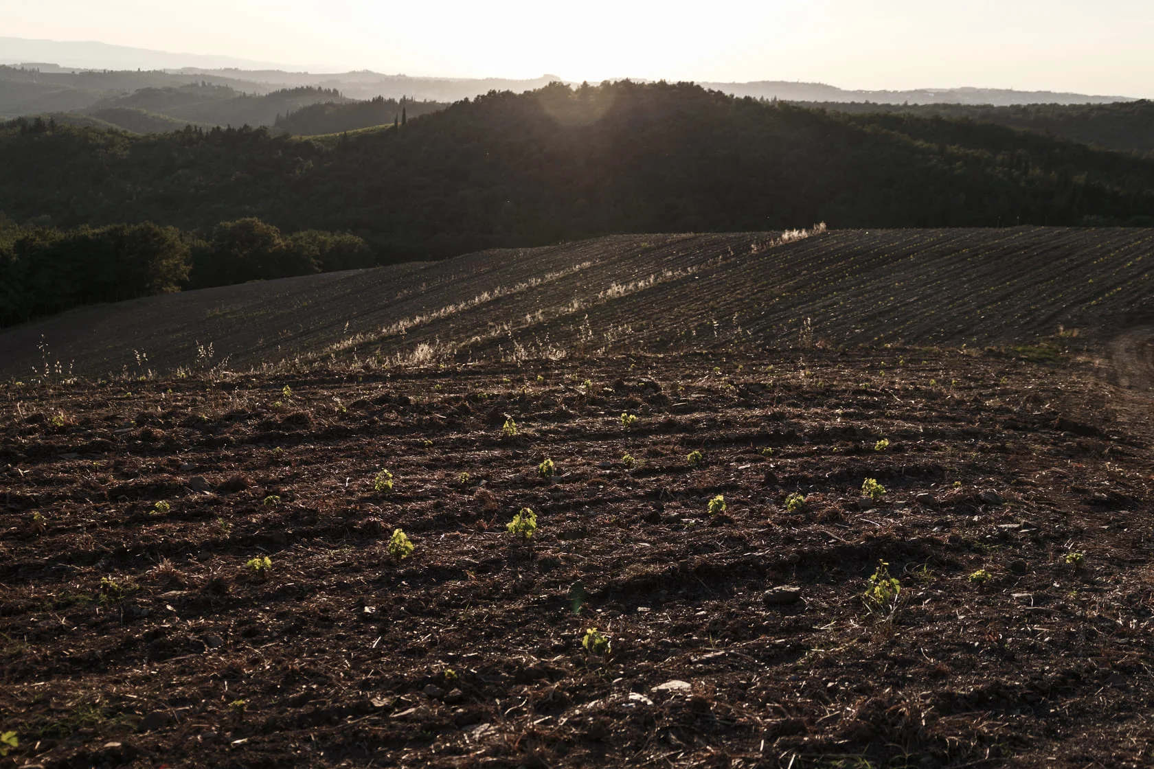 Vineyard Isole e Olena