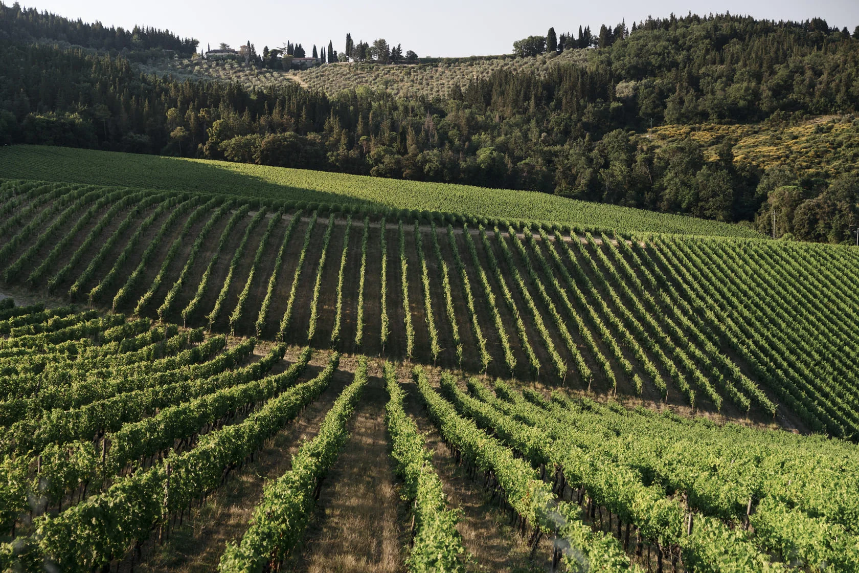 Village and Vineyard of Chianti Classico Isole e Olena
