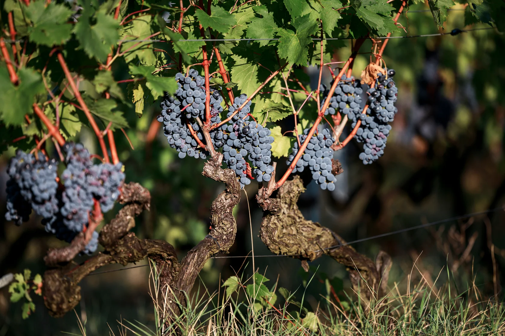 Sangiovese grape clusters in the vineyard