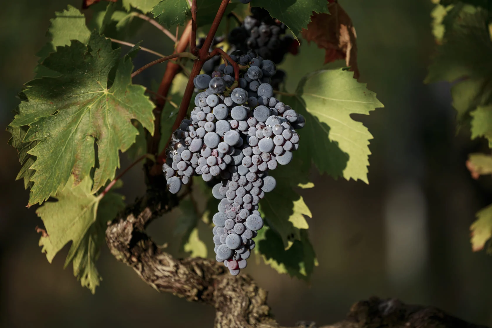 Vineyard of Chianti Classico Isole e Olena