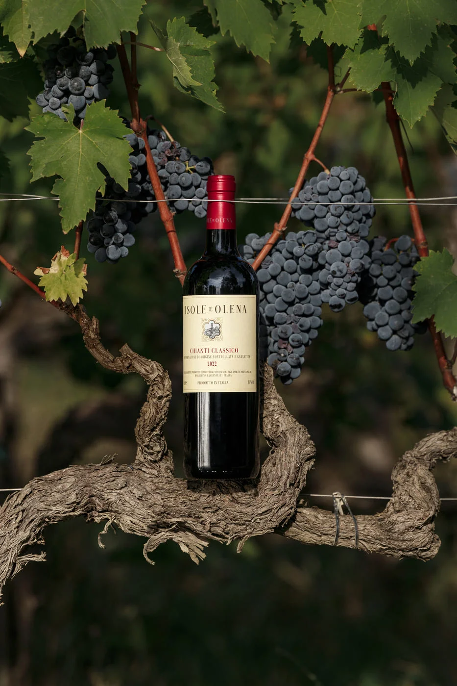 Bottiglia di Chianti Classico Isole e Olena